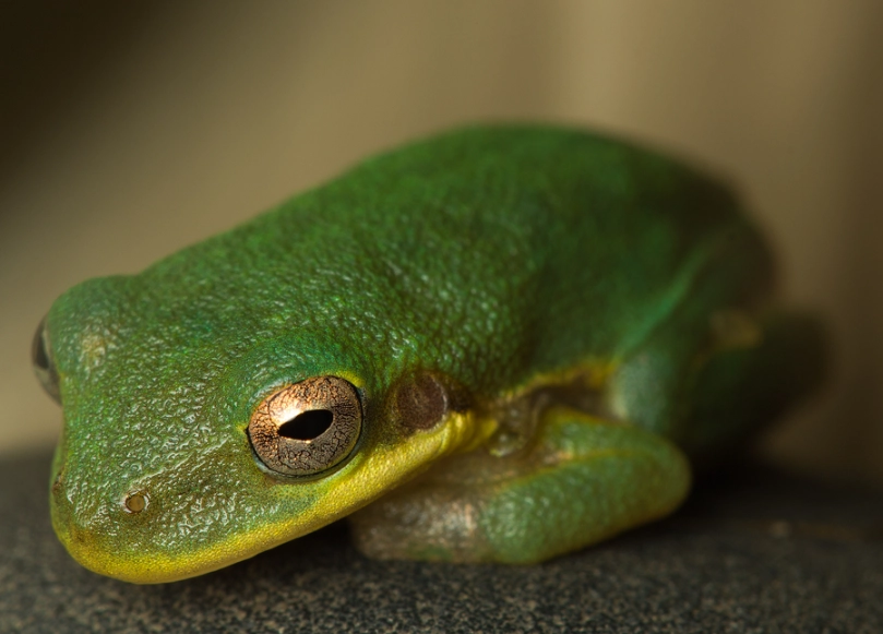 squirrel tree frog care