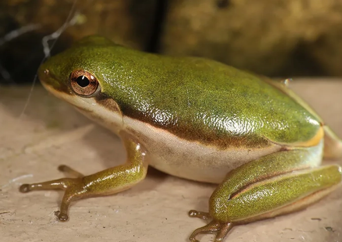 hyla squirella