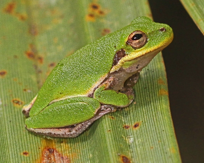 squirrel tree frog care