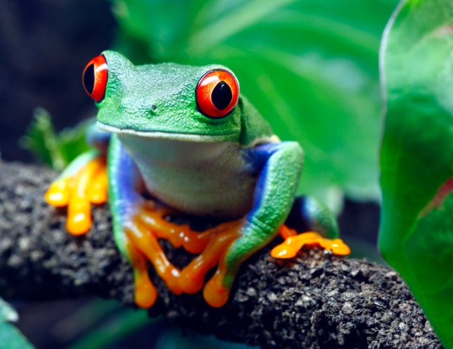 red-eyed tree frog habitat