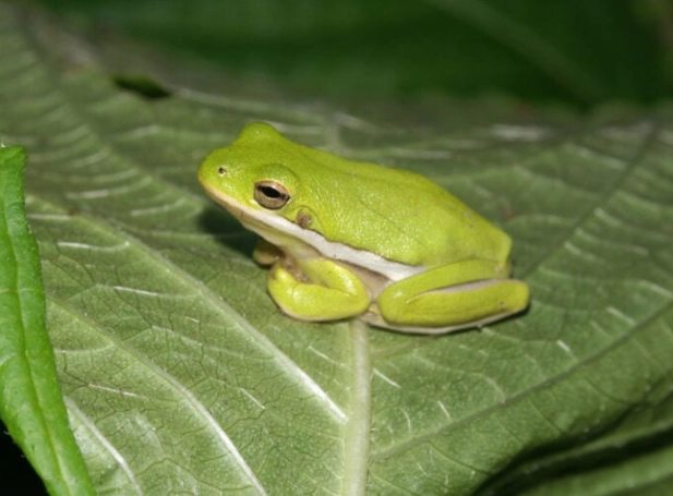 american tree frog care