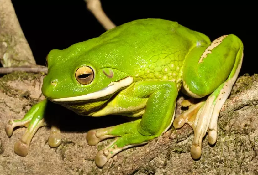 white lipped tree frog lifespan