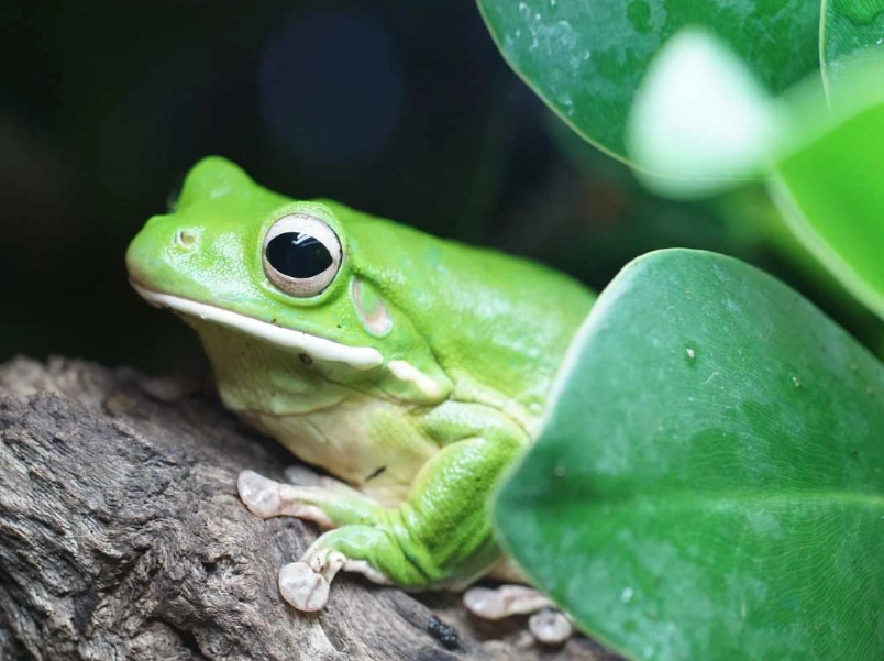 white lipped tree frog lifespan