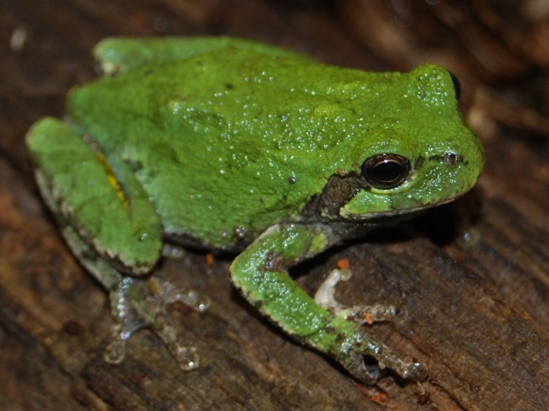 Cope's gray tree frog sound