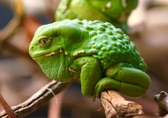 monkey tree frog habitat