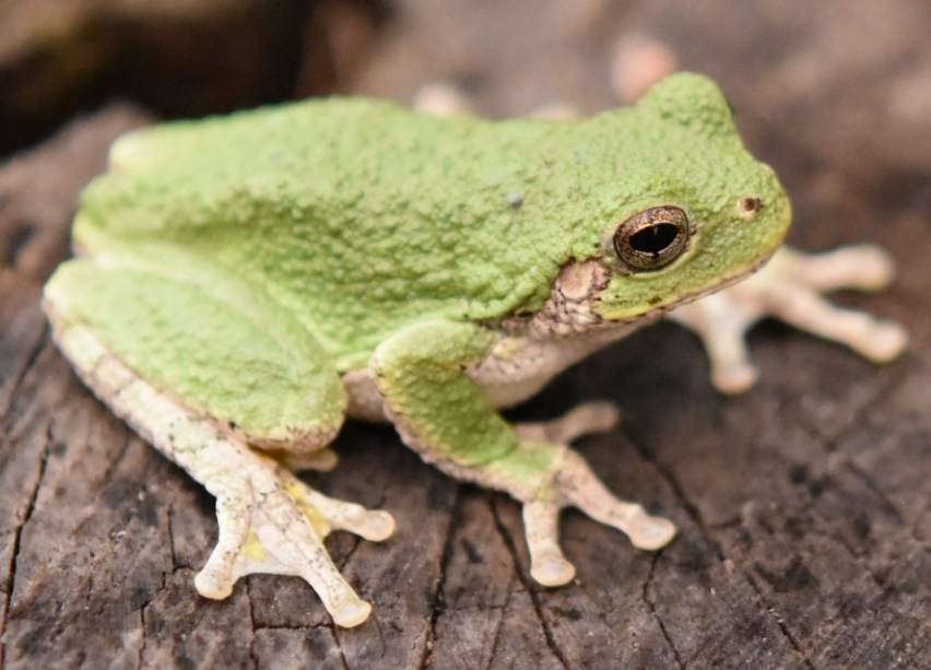 Cope's gray tree frog vs eastern