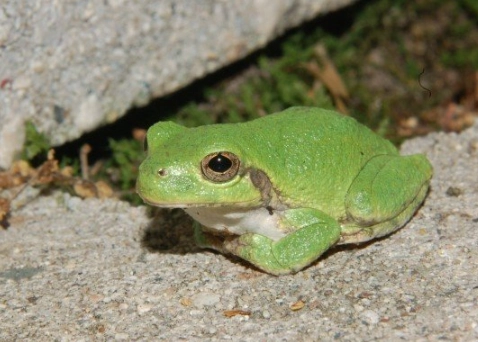 Cope's gray tree frog vs eastern