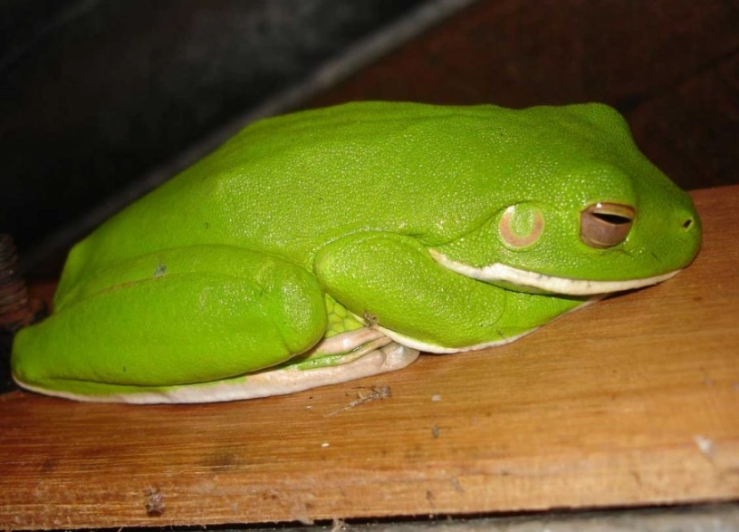 white lipped tree frog pet