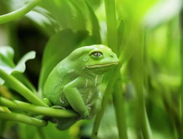 monkey tree frog care