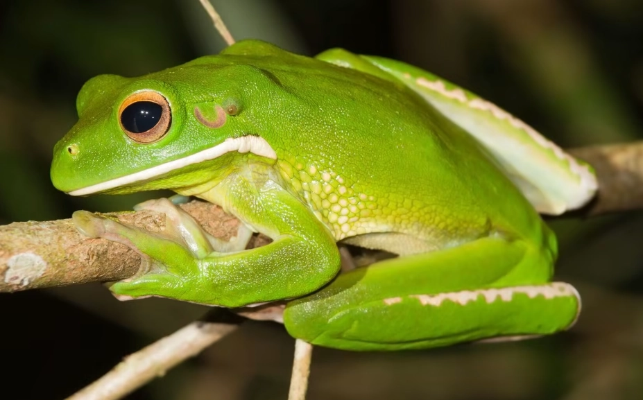 white lipped tree frog pet