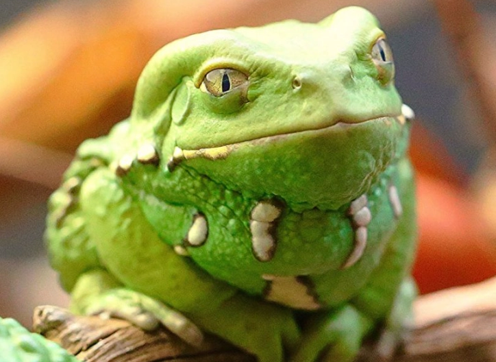 monkey tree frog pet