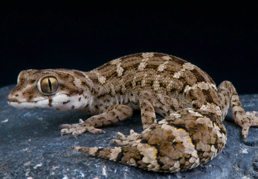 fat tailed gecko care fat tailed gecko care