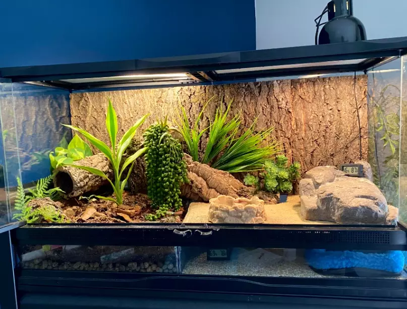 African fat tailed gecko habitat African fat tailed gecko habitat