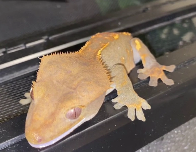 how often to clean crested gecko enclosure