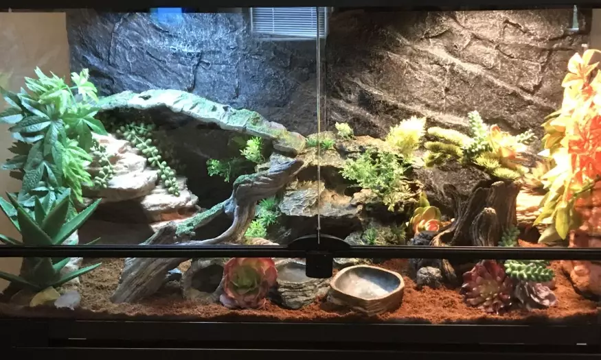 crested gecko habitat maintenance schedule