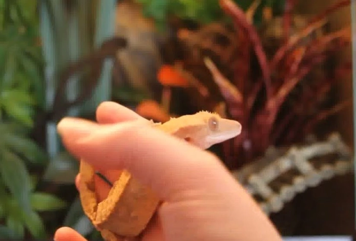 crested gecko habitat maintenance schedule