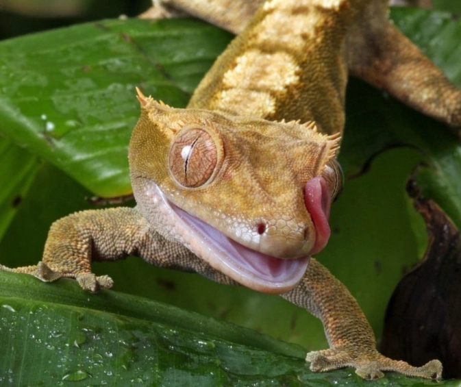 crested gecko tank cleaning frequency