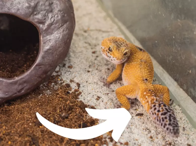 are fat tailed geckos good pets are fat tailed geckos good pets