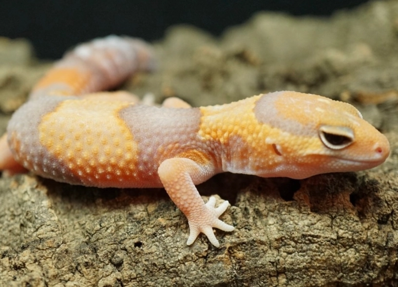 fat tailed gecko pet fat tailed gecko pet