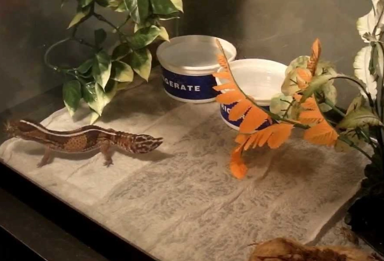 fat tailed gecko enclosure fat tailed gecko enclosure