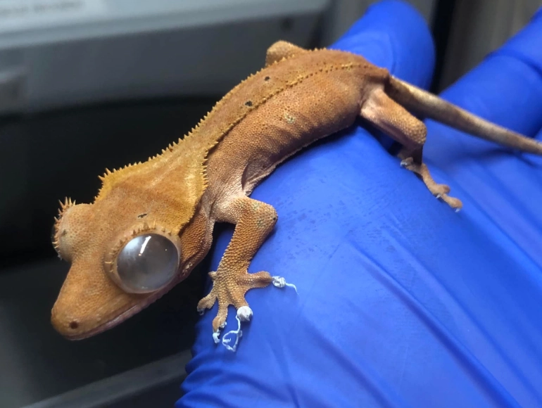 how often to clean crested gecko enclosure