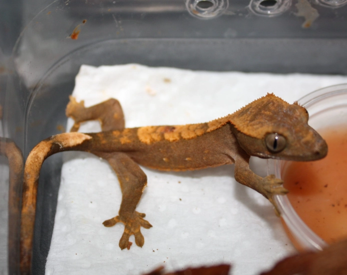 crested gecko tank cleaning frequency