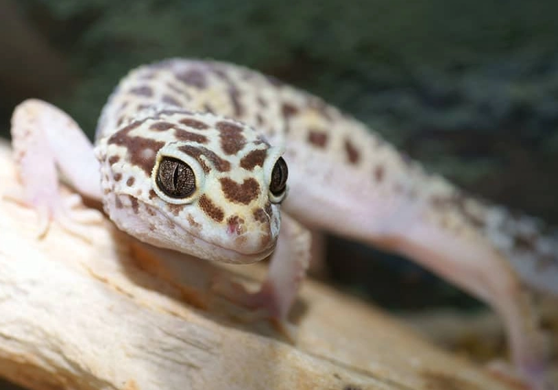 leopard gecko vs fat-tailed gecko leopard gecko vs fat-tailed gecko