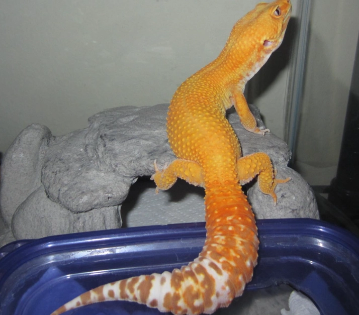 fat tailed gecko vs leopard gecko