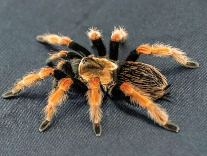 pet tarantula species