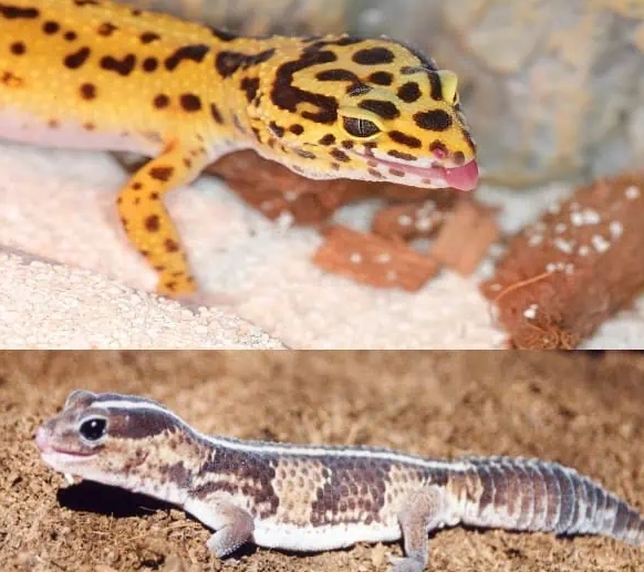 fat-tailed gecko care fat-tailed gecko care