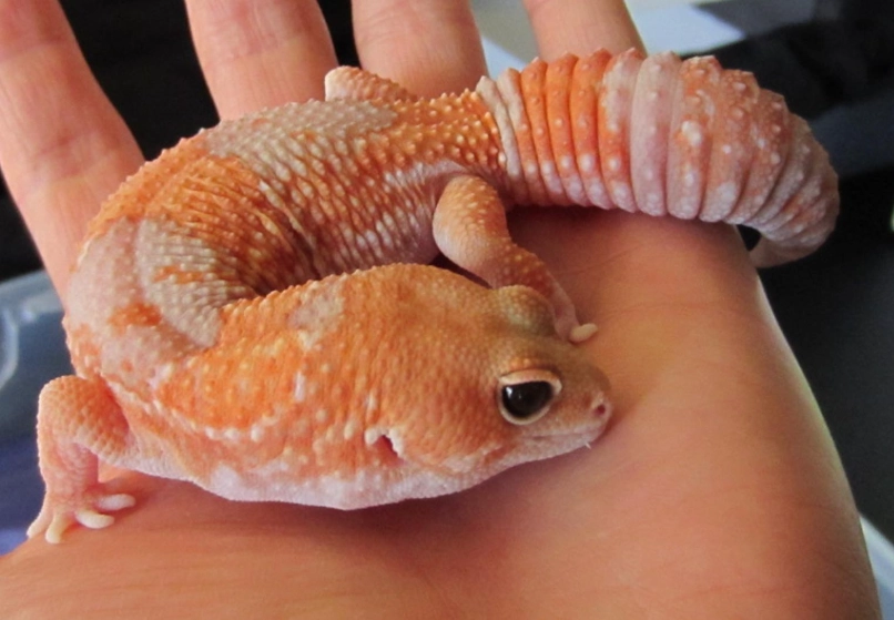 choosing a pet gecko