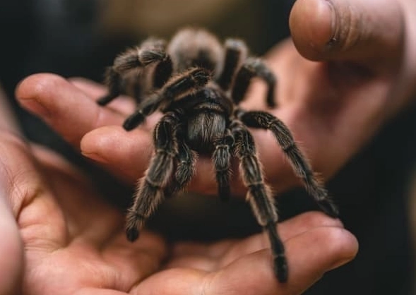 beginner tarantula