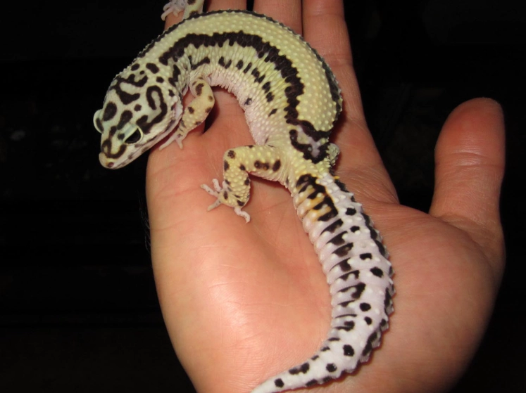 fat-tailed gecko care fat-tailed gecko care