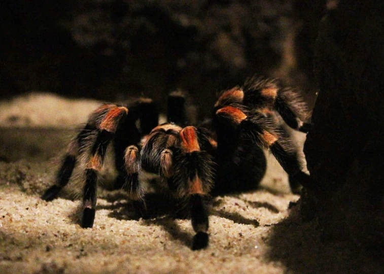 tarantula care guide