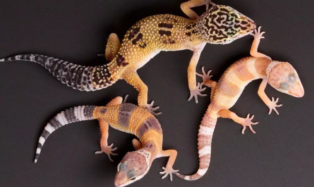 leopard gecko vs fat-tailed gecko leopard gecko vs fat-tailed gecko