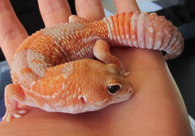 beginner pet gecko beginner pet gecko