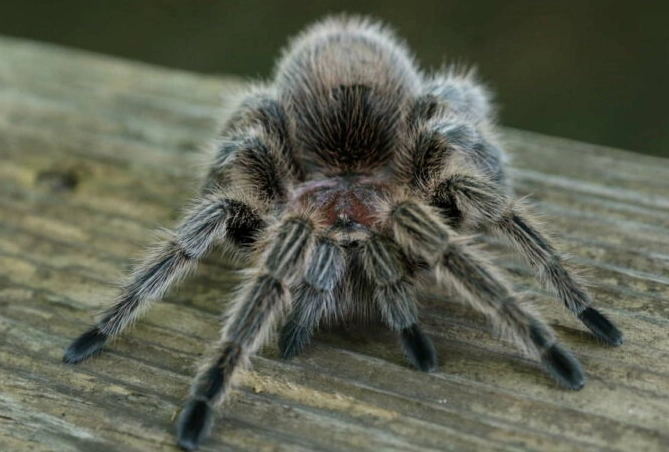 tarantula care guide