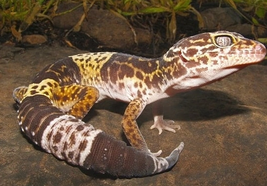 fat-tailed gecko care