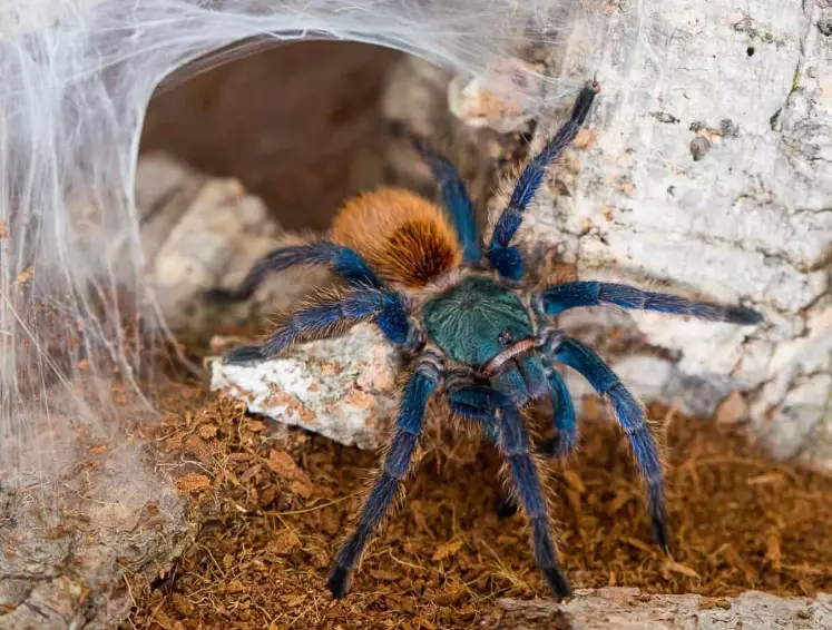 pet tarantula species