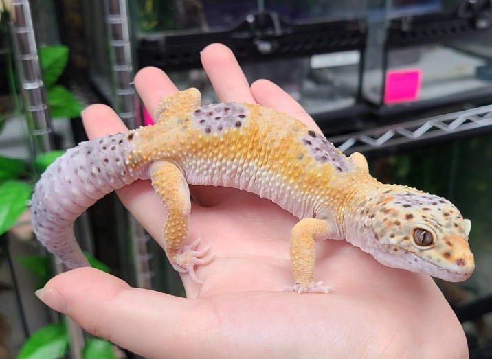 why did my leopard gecko die