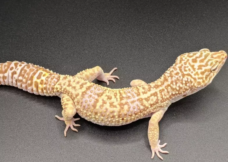 albino leopard gecko habitat