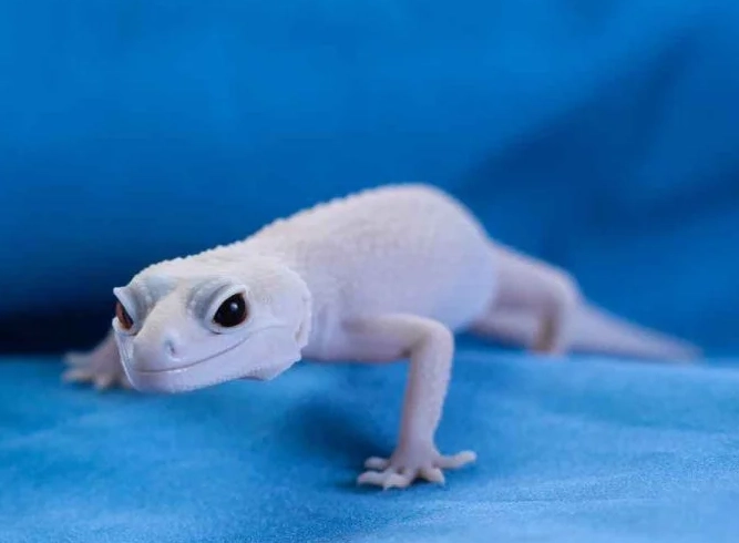 albino leopard gecko health issues