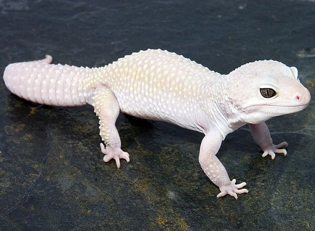 albino leopard gecko genetics