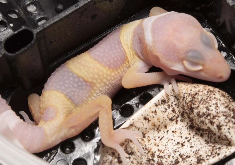 albino leopard gecko care