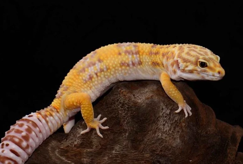 albino leopard gecko health issues