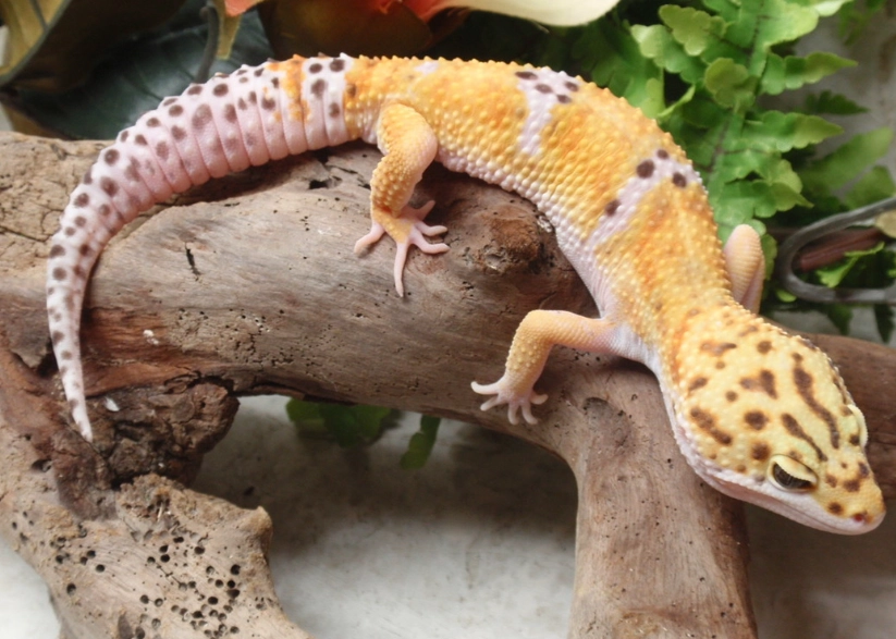 albino leopard gecko care