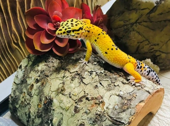 leopard gecko heat lamp 24/7