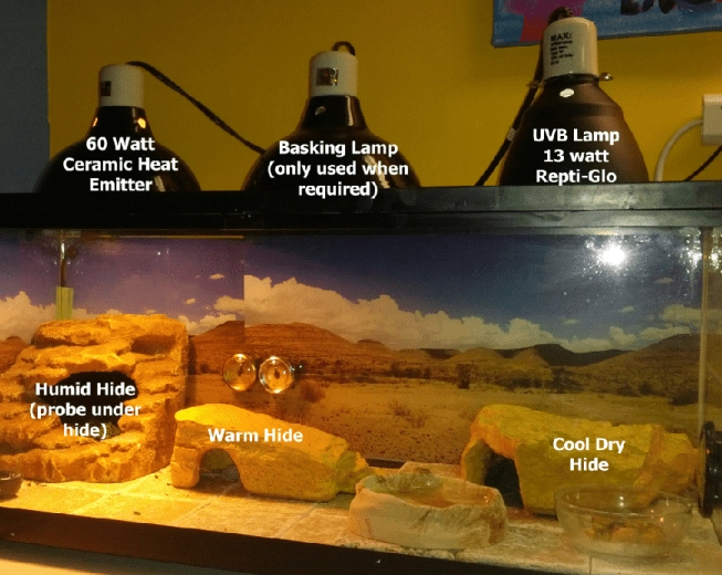 leopard gecko heat lamp 24/7