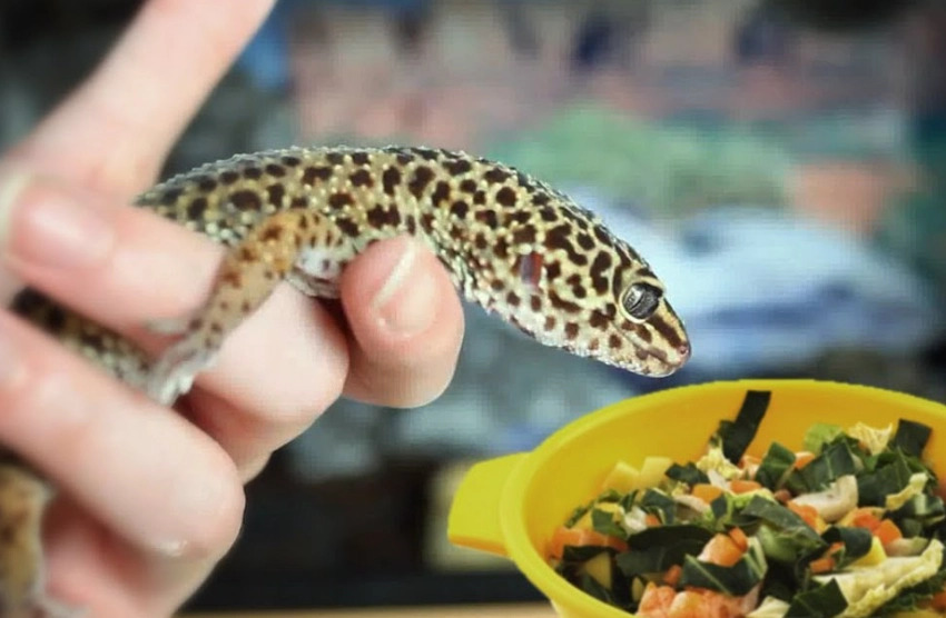 can leopard geckos eat fruit