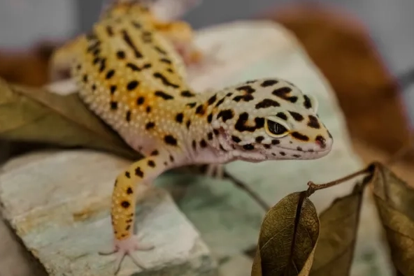 can leopard geckos eat fruit